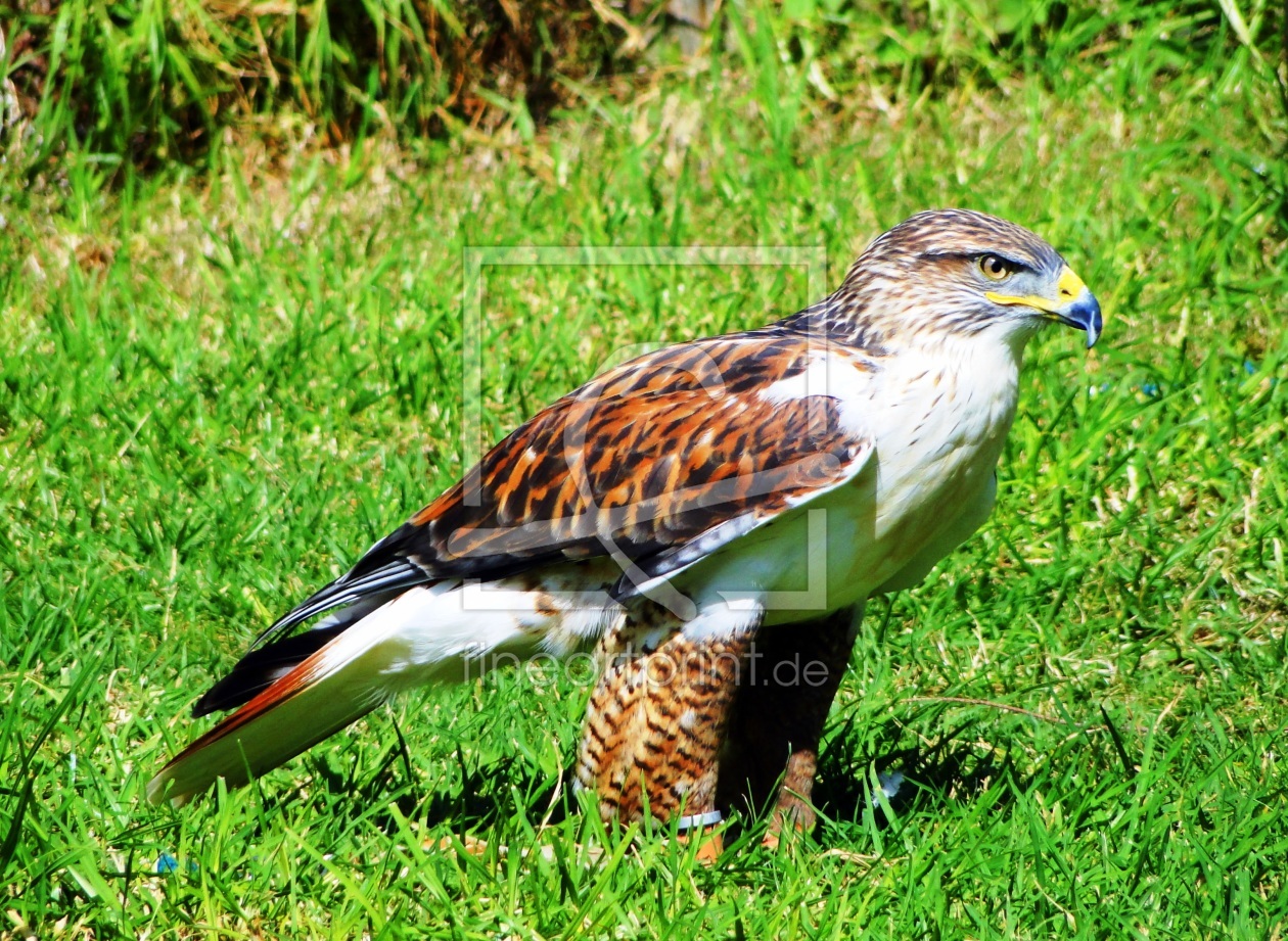 Bild-Nr.: 9464232 Aufmerksam erstellt von Renate Knapp