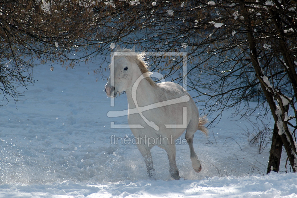 Bild-Nr.: 9464994 Winterfreude erstellt von NiKu