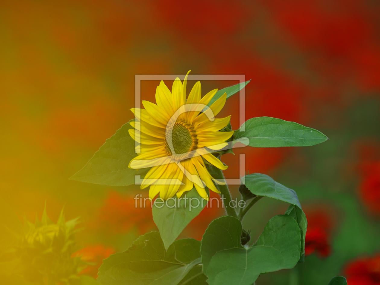 Bild-Nr.: 9465646 Sonnenblume rot gelb erstellt von ddirk