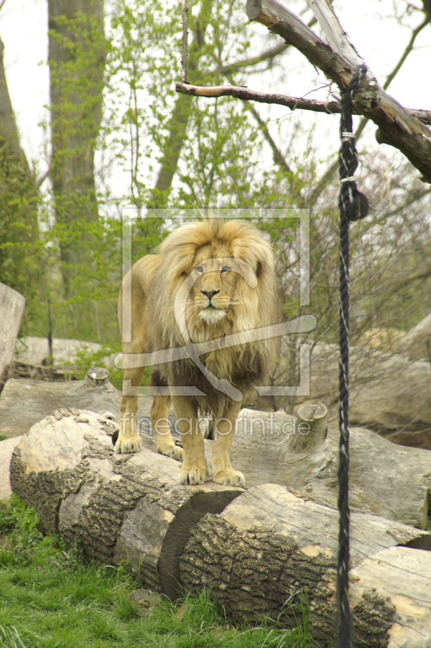 Bild-Nr.: 9465972 King Löwe erstellt von nmartin1271