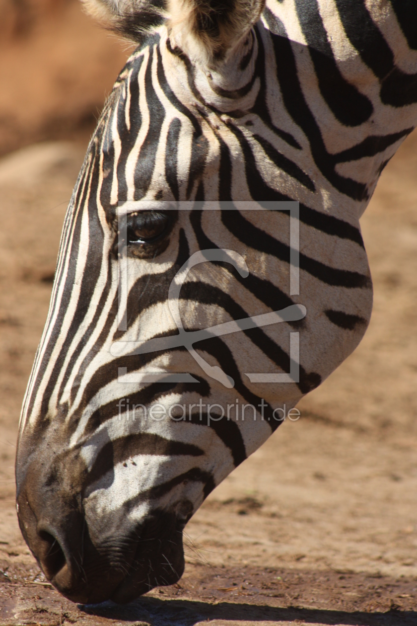 Bild-Nr.: 9468412 Zebra Kopf erstellt von dobidogman