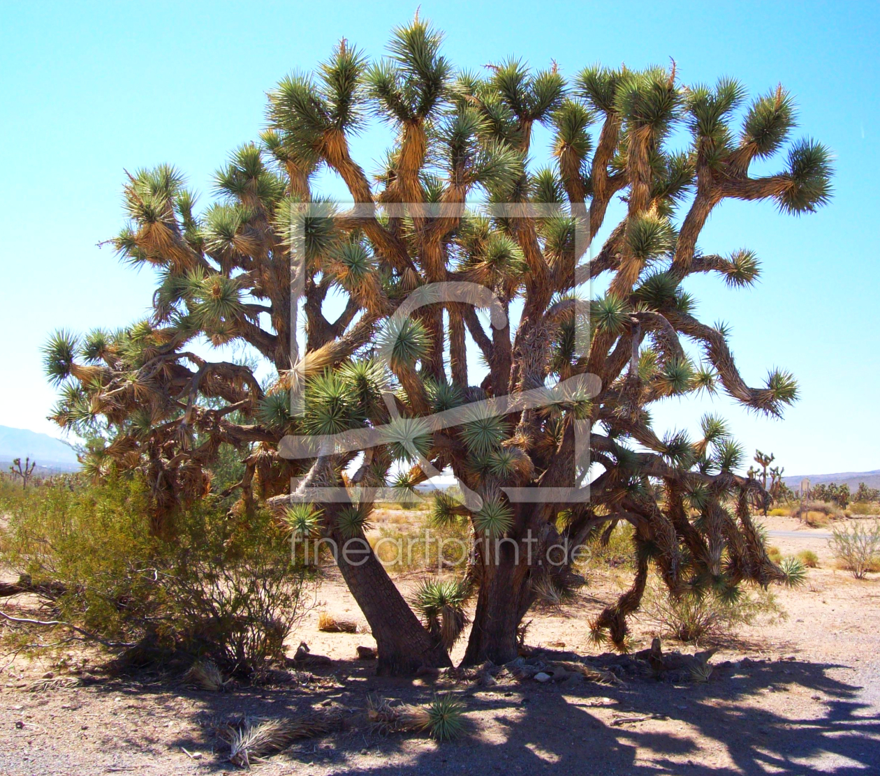 Bild-Nr.: 9469768 Mojave Wüste erstellt von Marion227