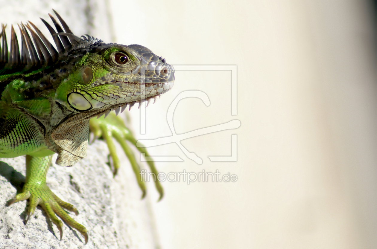 Bild-Nr.: 9475106 Iguana wideout erstellt von Netsrotj