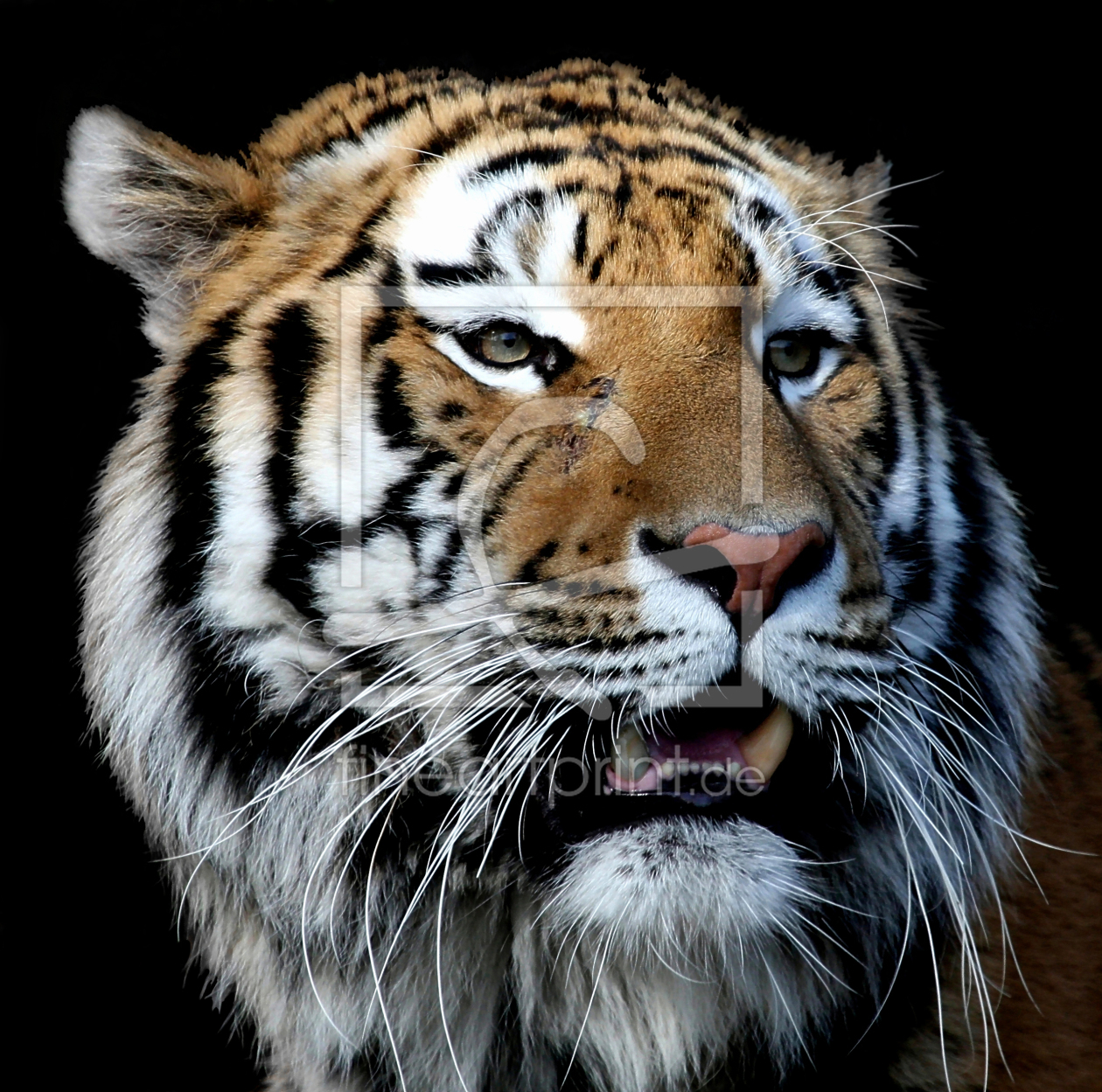 Bild-Nr.: 9478334 TigerPortrait erstellt von Boersenfuchs