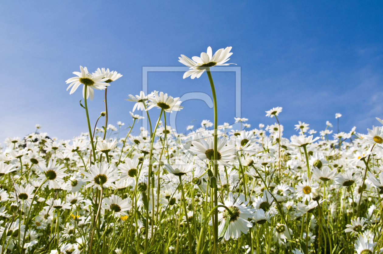 Bild-Nr.: 9480446 Sommerwiese erstellt von danielschoenen