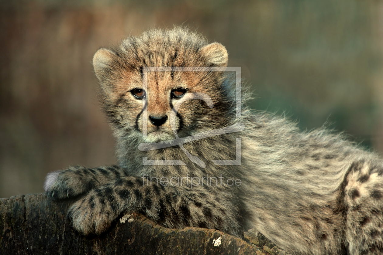 Bild-Nr.: 9480984 Junger Gepard erstellt von Boersenfuchs