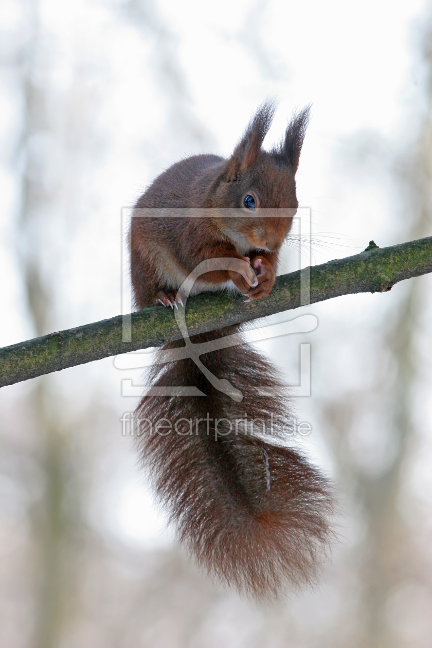 Bild-Nr.: 9482554 O A C H K A T Z E R L erstellt von Thomas Herzog