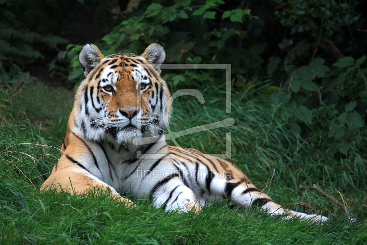 Bild-Nr.: 9484202 Sibirischer Tiger erstellt von Boersenfuchs