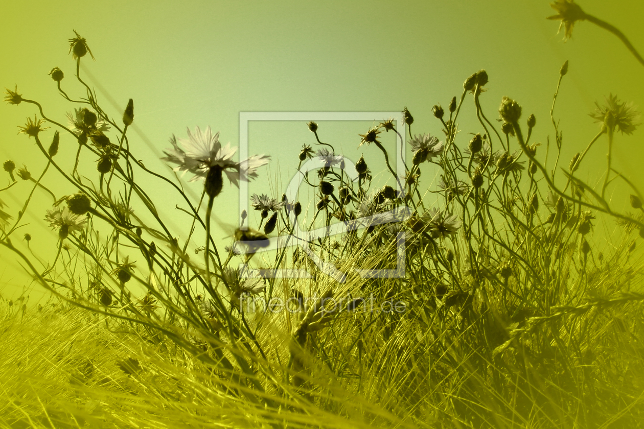 Bild-Nr.: 9487866 Kornblumen im Feld II erstellt von yammay