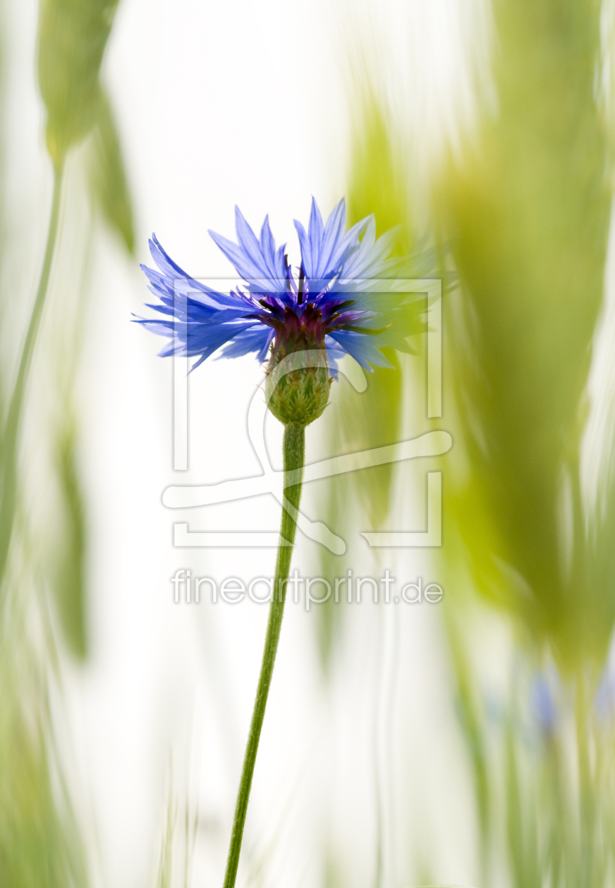 Bild-Nr.: 9491954 Kornblume erstellt von danielschoenen