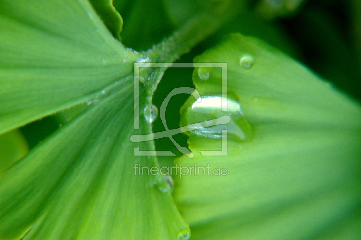 Bild-Nr.: 9493712 Ginko erstellt von Laake-Fotos