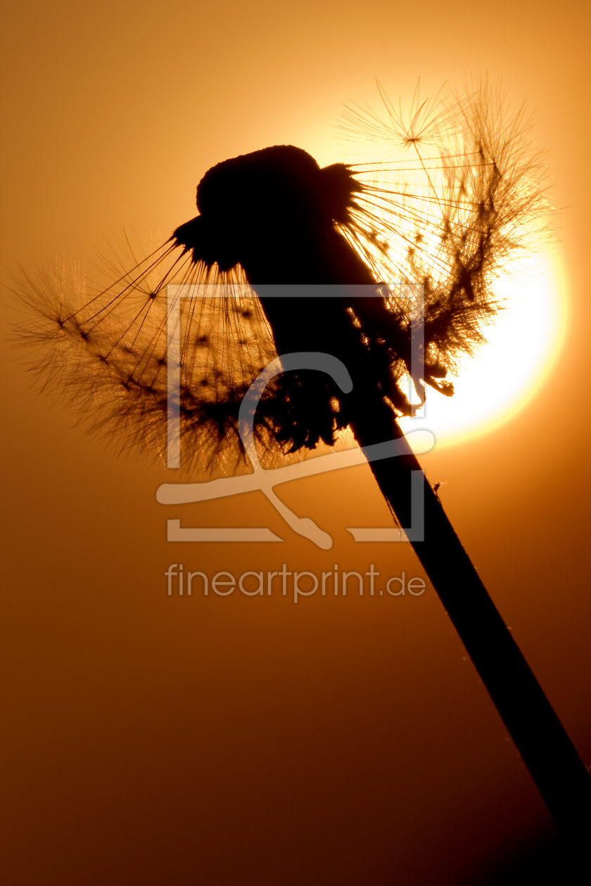 Bild-Nr.: 9495594 Pusteblume erstellt von Fotostyler