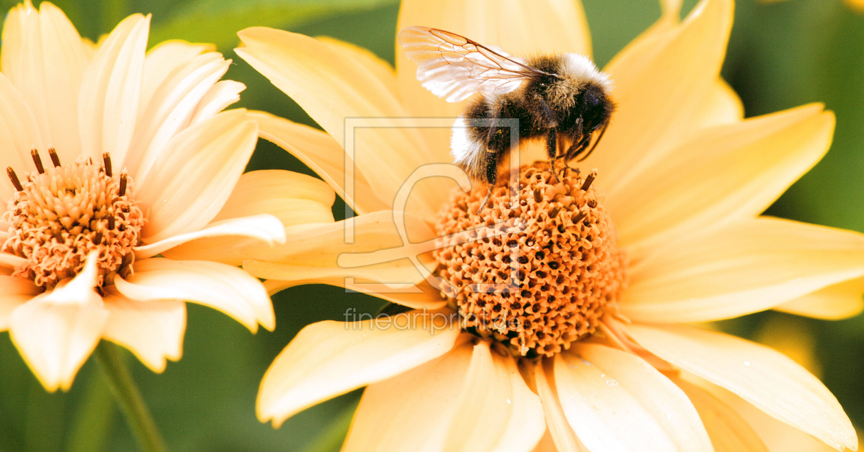 Bild-Nr.: 9496184 Hummel erstellt von else