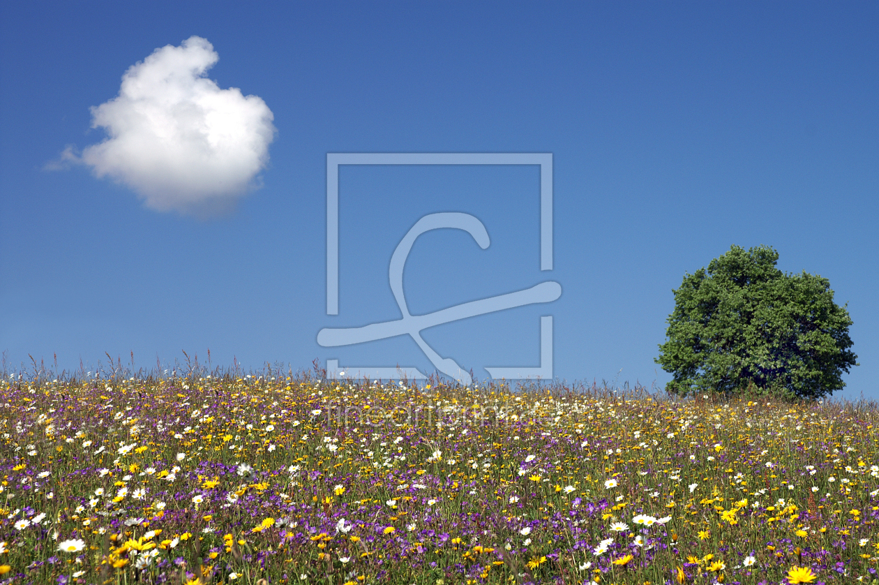 Bild-Nr.: 9497218 Blumenwiese erstellt von Fotostyler