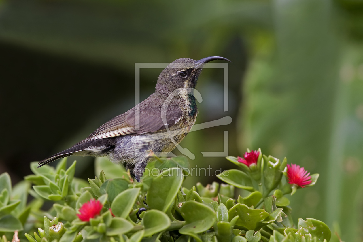 Bild-Nr.: 9497634 N E K T A R V O G E L erstellt von Thomas Herzog