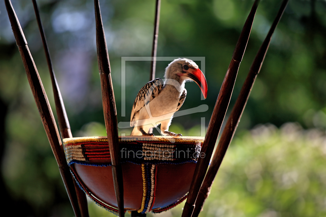 Bild-Nr.: 9499170 R O T S C H N A B E L - T O C K O erstellt von 