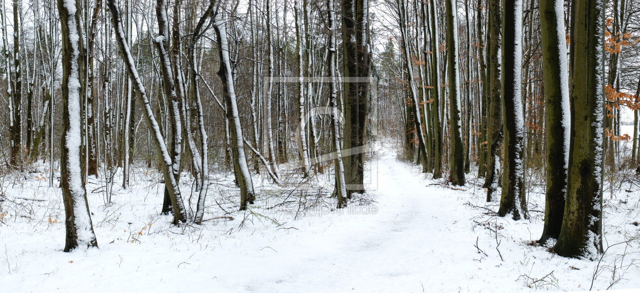 Bild-Nr.: 9502414 Schnee im Wald erstellt von PeterTost