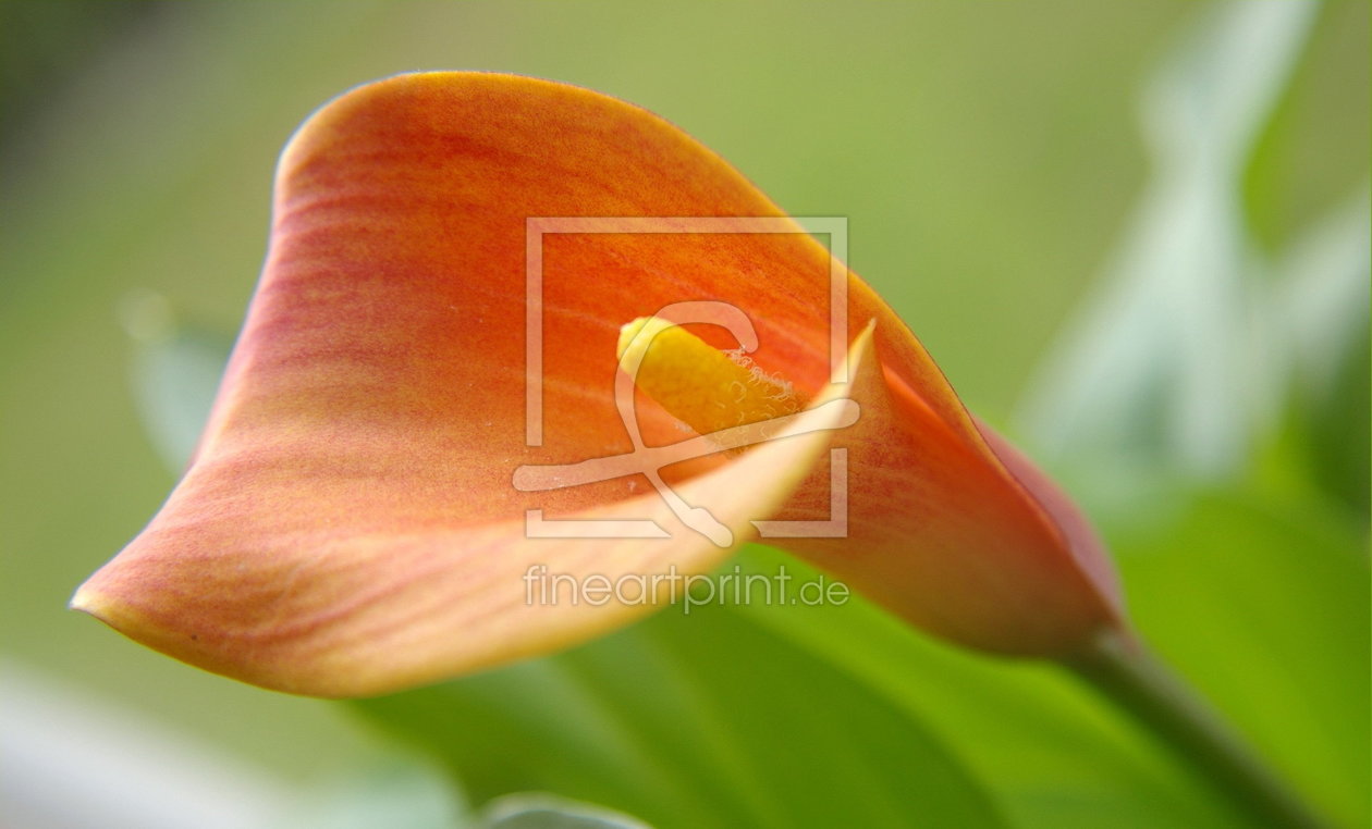 Bild-Nr.: 9502878 Calla Orange erstellt von Laake-Fotos