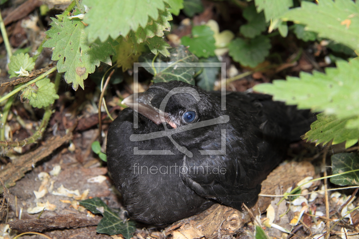 Bild-Nr.: 9502948 Nestflüchter erstellt von affrey