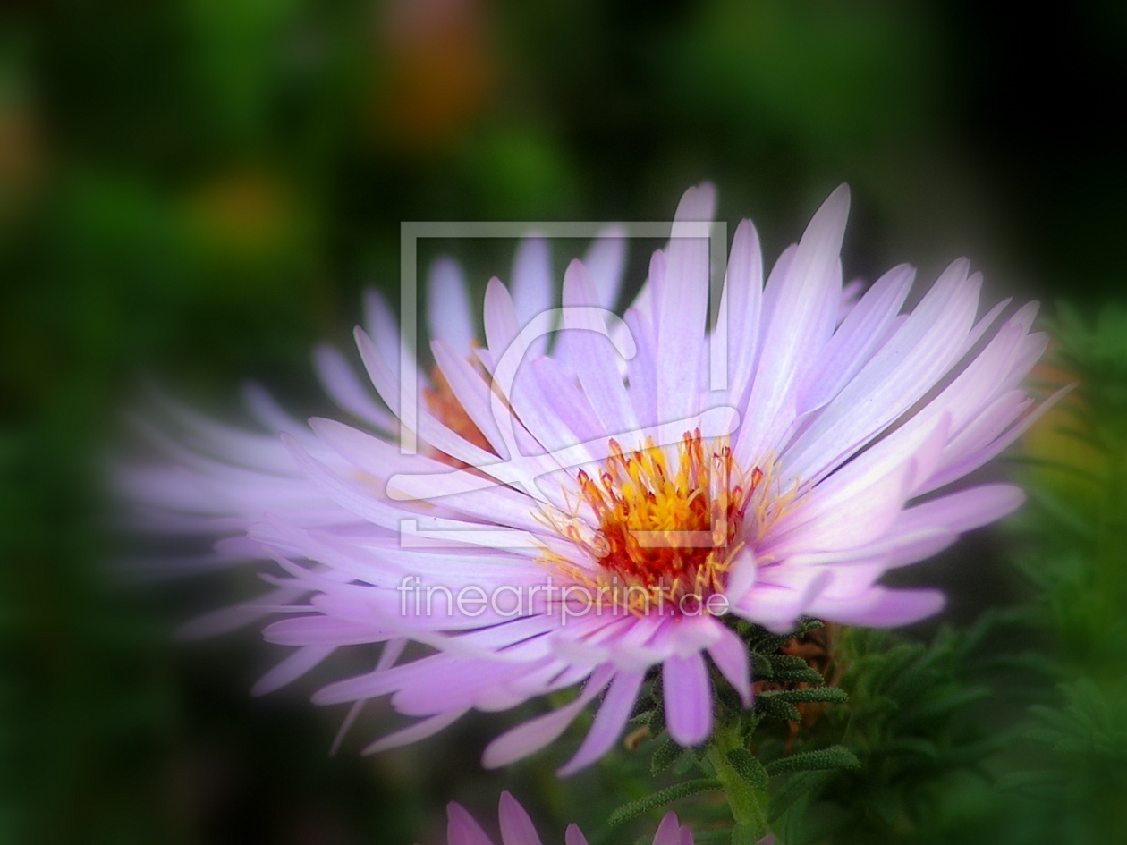 Bild-Nr.: 9503924 Aster erstellt von Renate Knapp