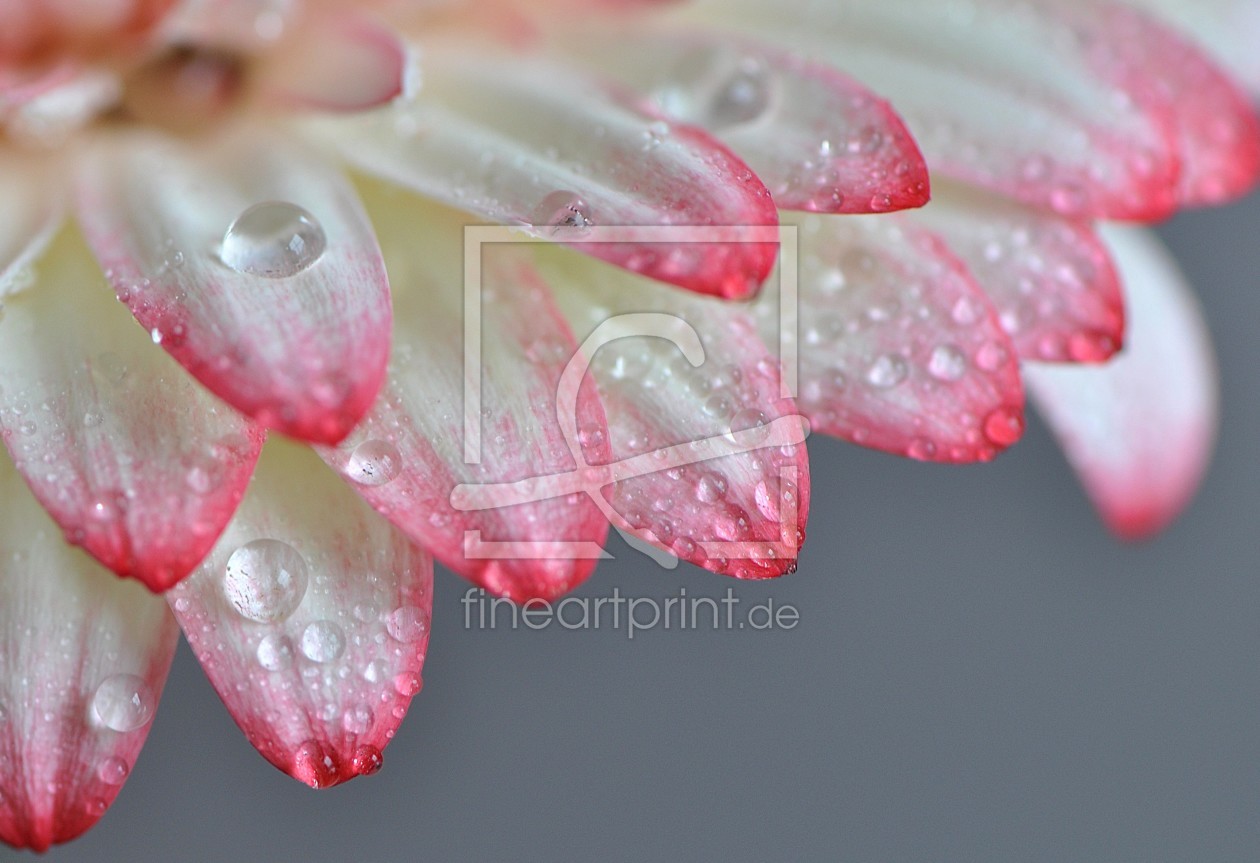 Bild-Nr.: 9504130 Gerbera erstellt von summerdreams