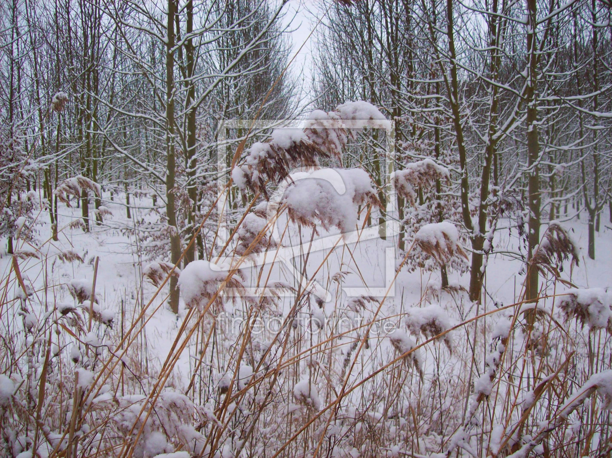 Bild-Nr.: 9504392 Winter-Gräser erstellt von Marion227