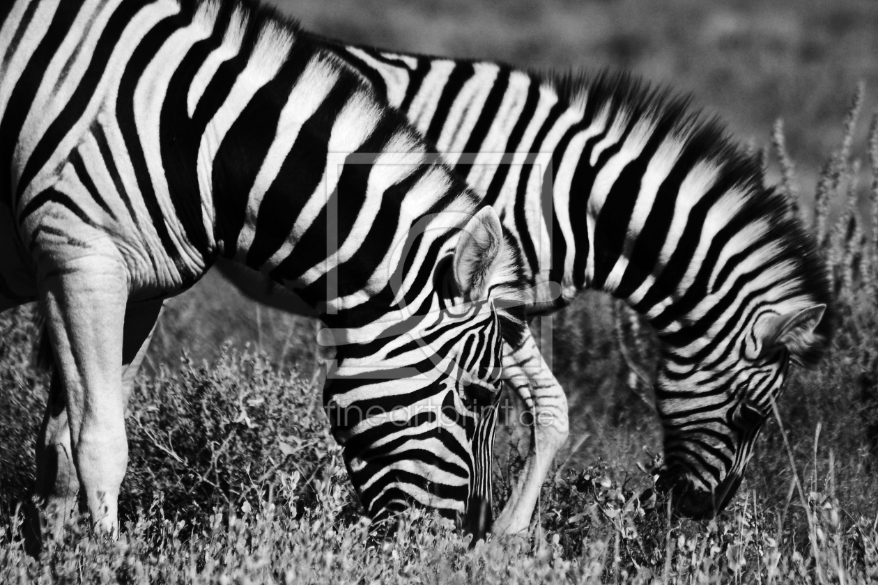Bild-Nr.: 9505146 Grasende Zebras erstellt von Henner