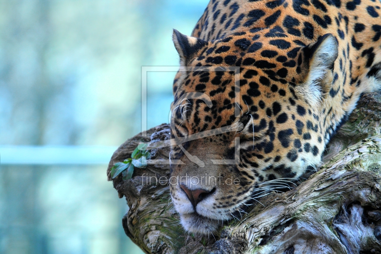 Bild-Nr.: 9505564 sleeping erstellt von Marcel Schauer