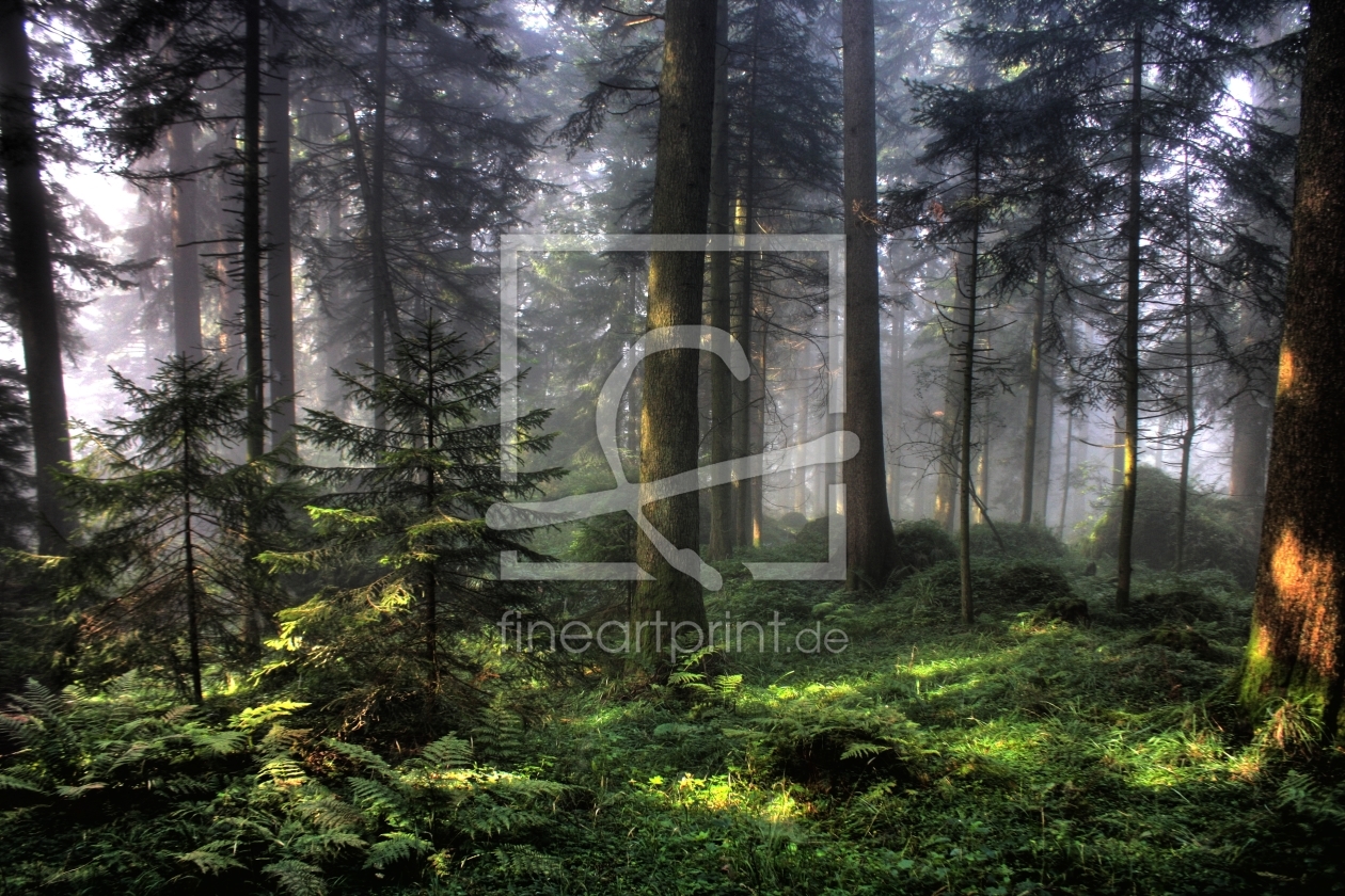 Bild-Nr.: 9506356 Mystischer Wald erstellt von martinvalk