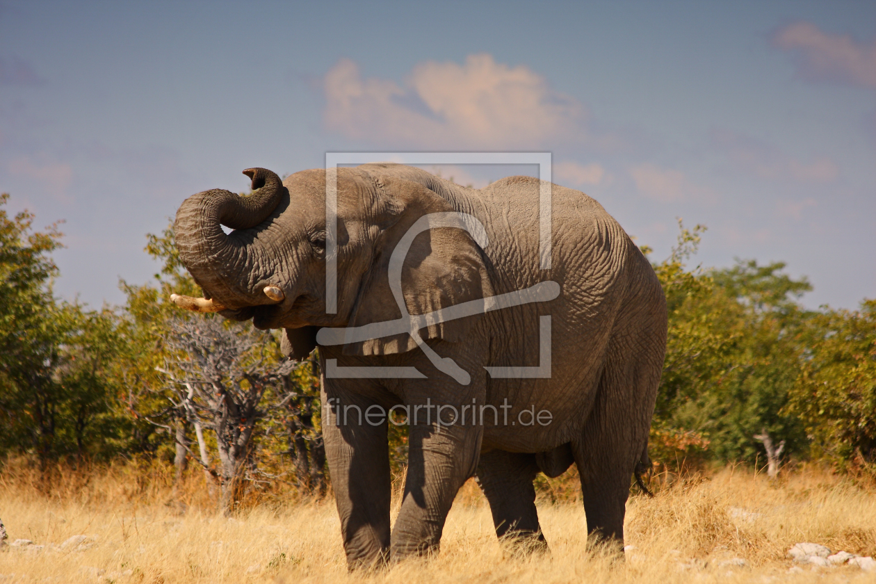 Bild-Nr.: 9507408 Elefantenbulle erstellt von Henner
