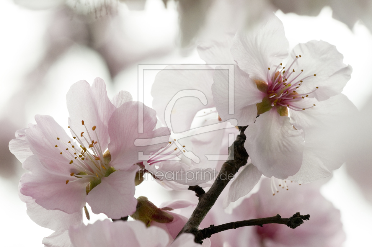 Bild-Nr.: 9508140 Kirschblüte erstellt von danielschoenen