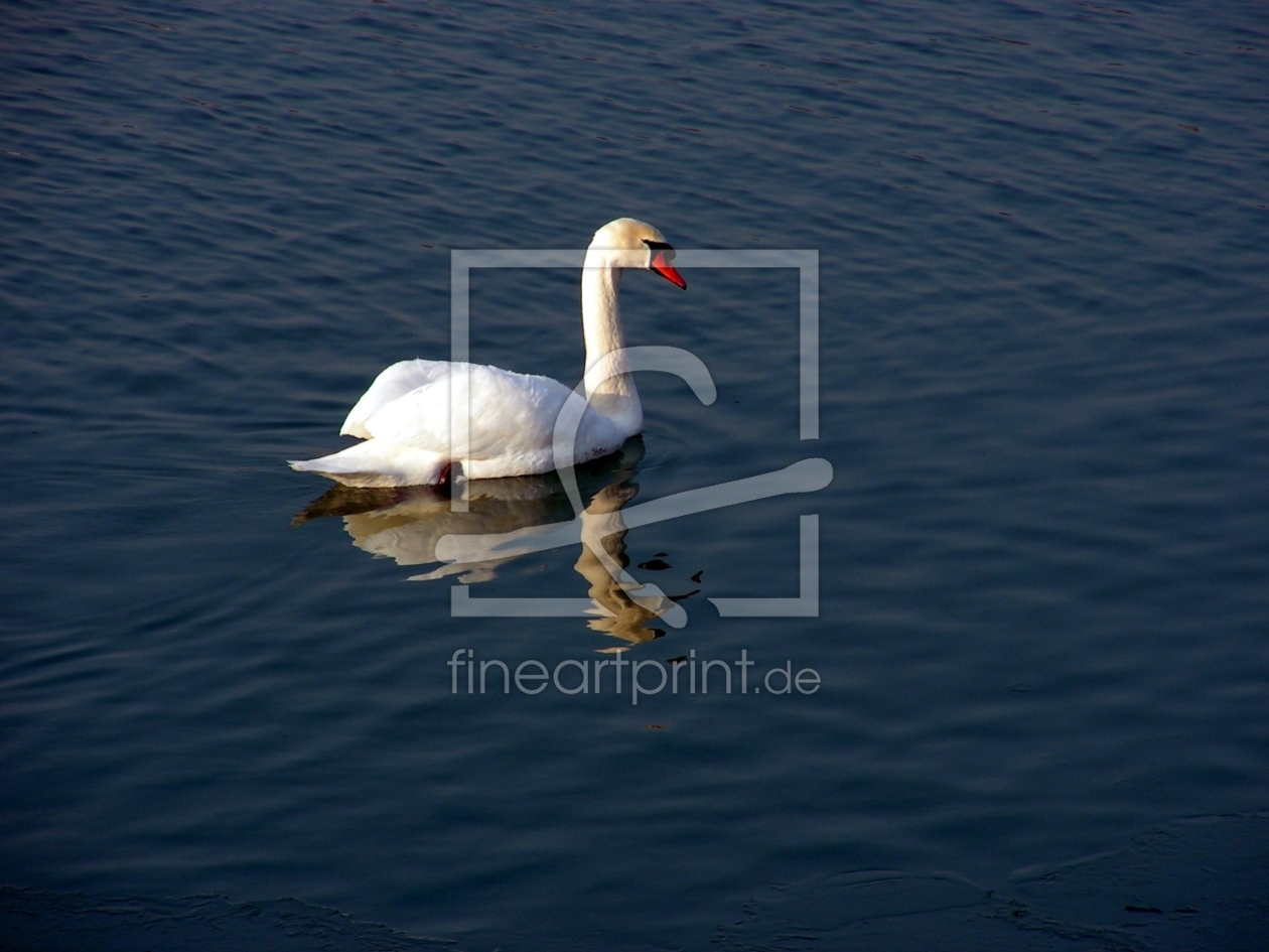 Bild-Nr.: 9509516 Schwan erstellt von Renate Knapp