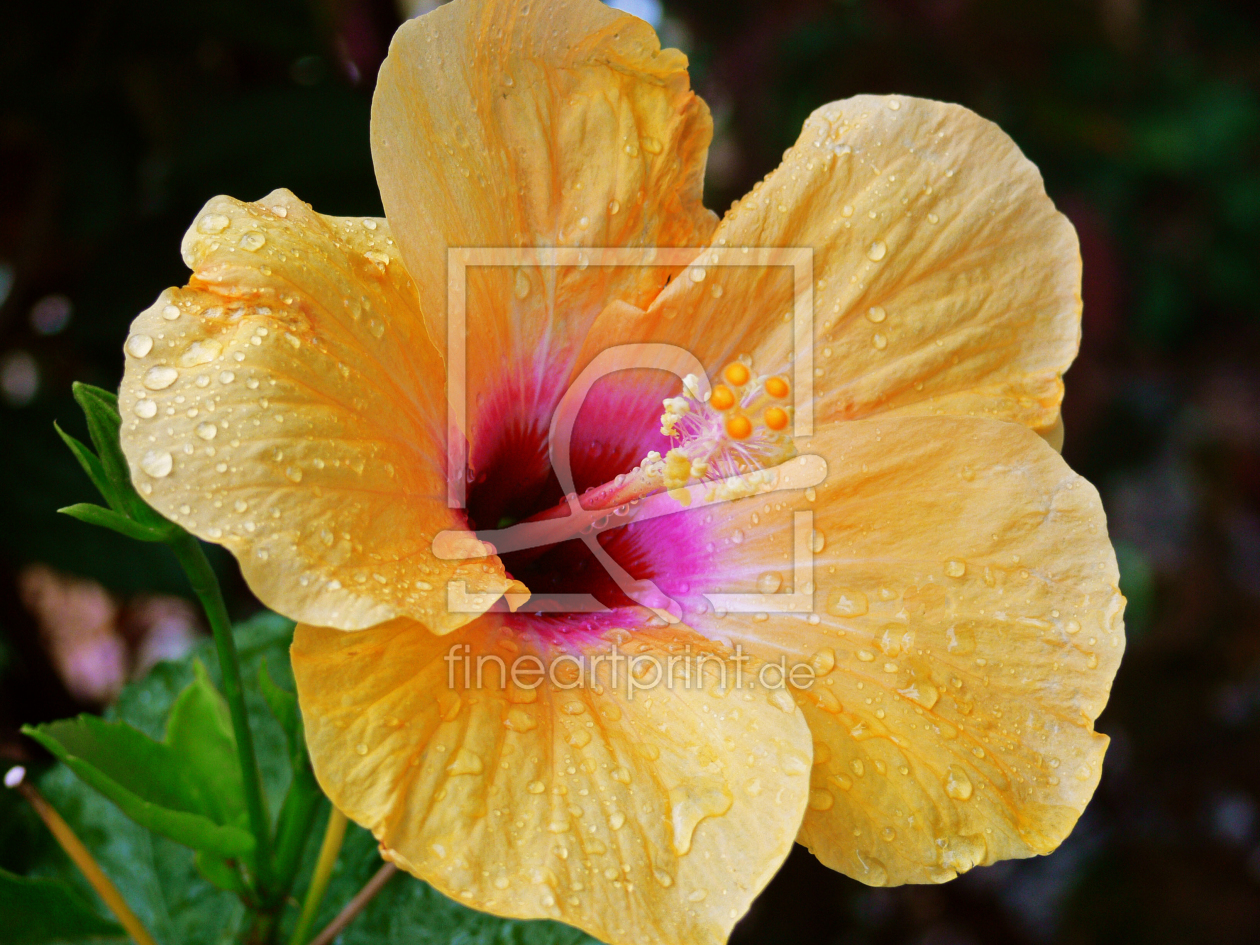 Bild-Nr.: 9510014 Hibiskus erstellt von Fotowalter