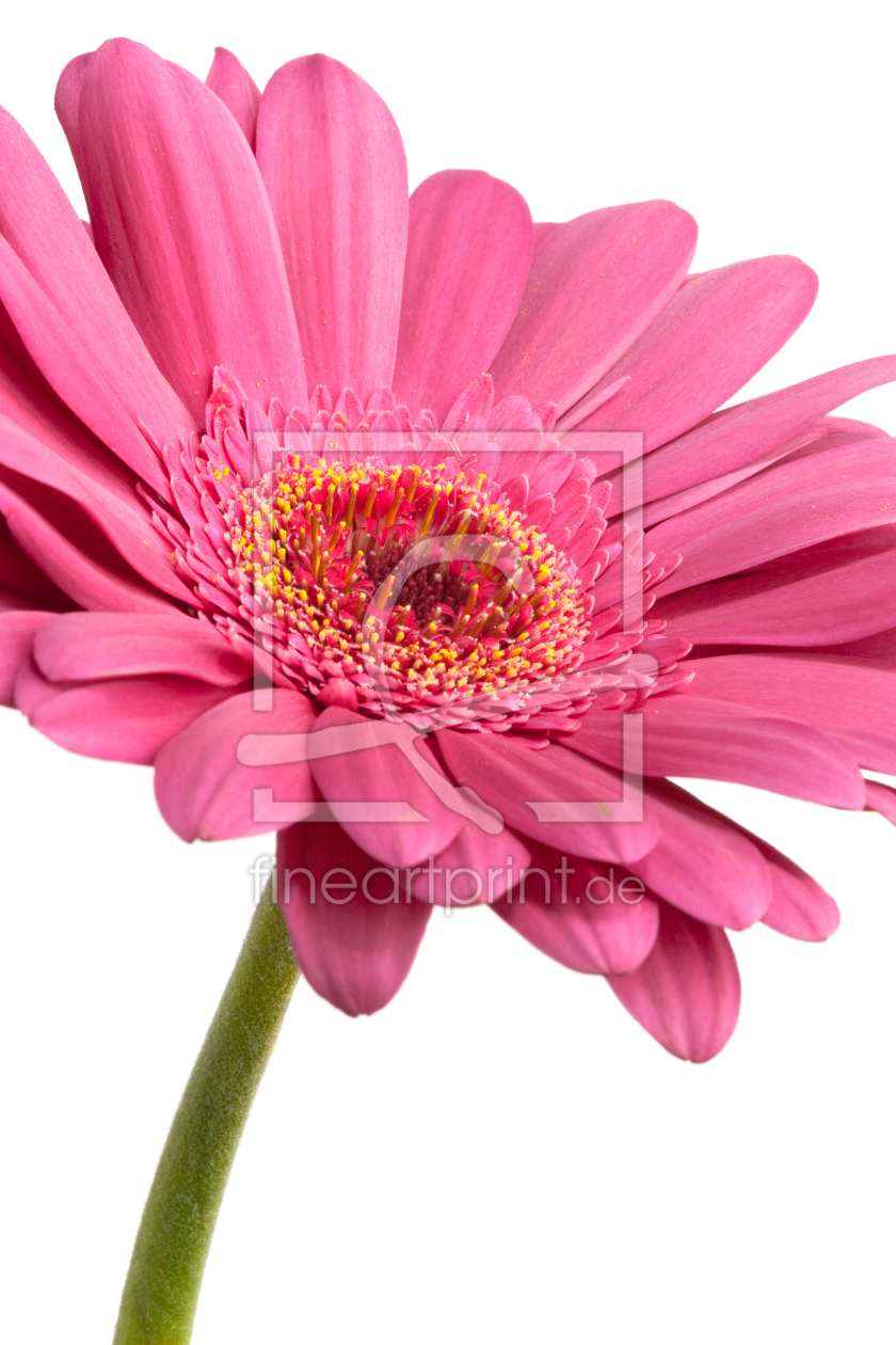 Bild-Nr.: 9511734 Pink Daisy Flower erstellt von olivermohr