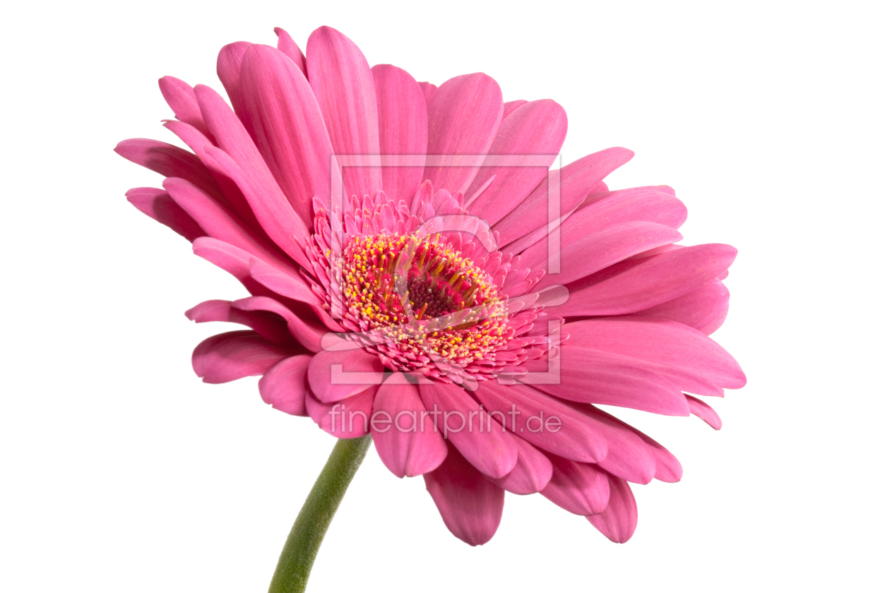 Bild-Nr.: 9511736 Pink Daisy Flower erstellt von olivermohr