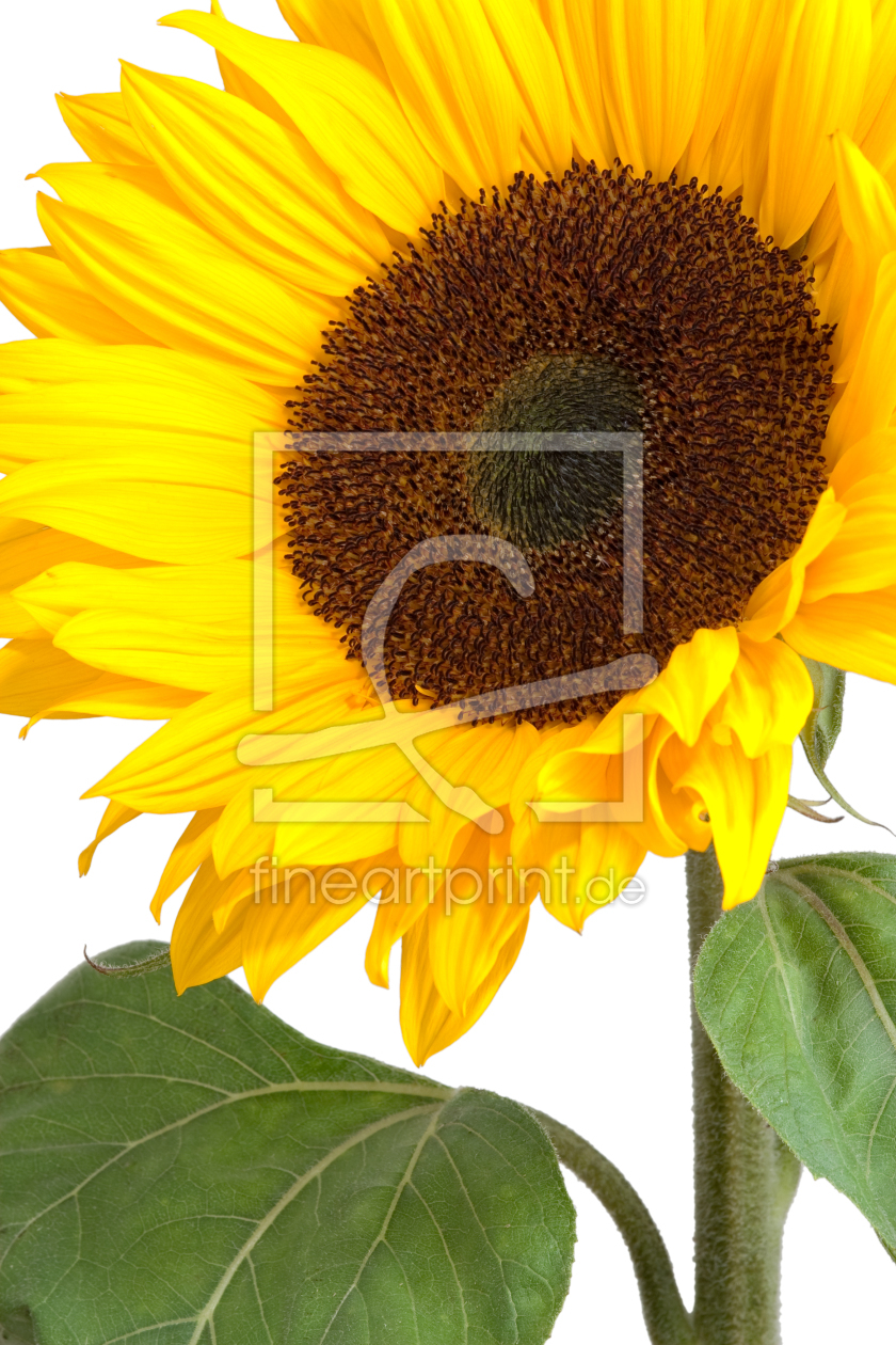 Bild-Nr.: 9511750 Sunflower erstellt von olivermohr