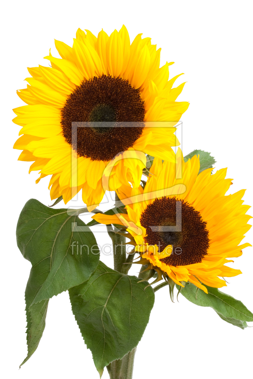 Bild-Nr.: 9511762 Sunflowers erstellt von olivermohr