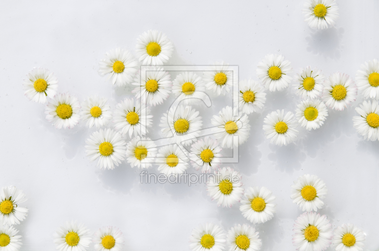 Bild-Nr.: 9512792 Bellis erstellt von danielschoenen