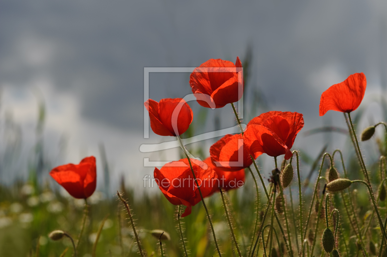 Bild-Nr.: 9517276 Mohn erstellt von  Heidi  Brausch 