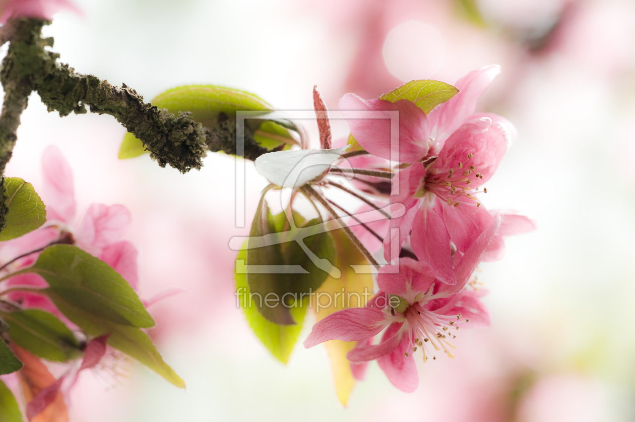 Bild-Nr.: 9520038 rosa Kirschblüten erstellt von danielschoenen