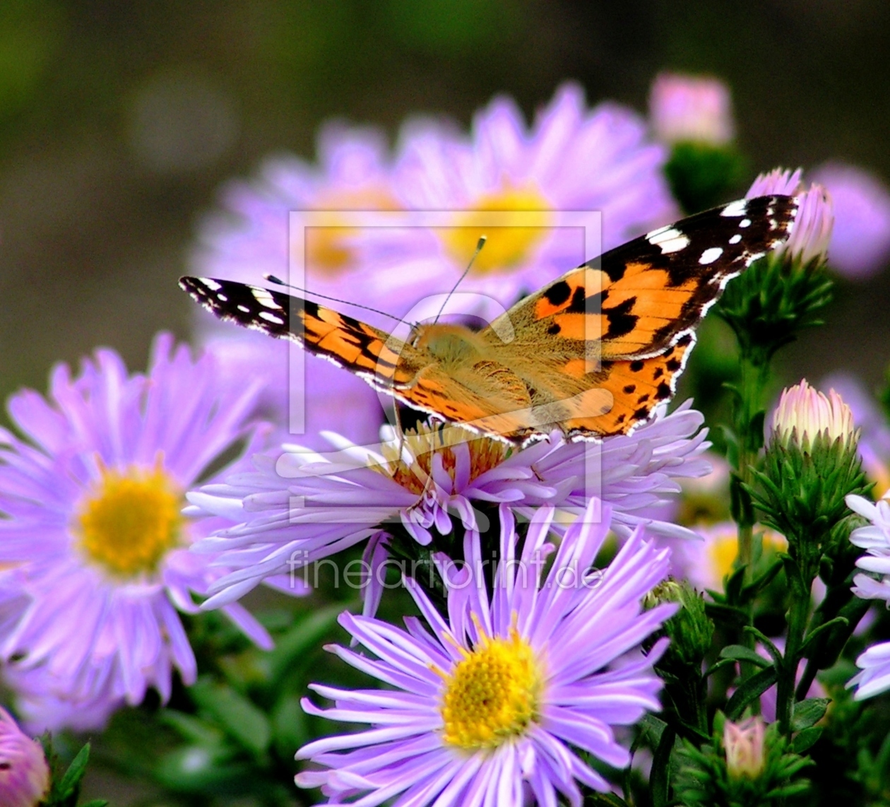 Bild-Nr.: 9521240 Distelfalter Vanessa cardui erstellt von Renate Knapp