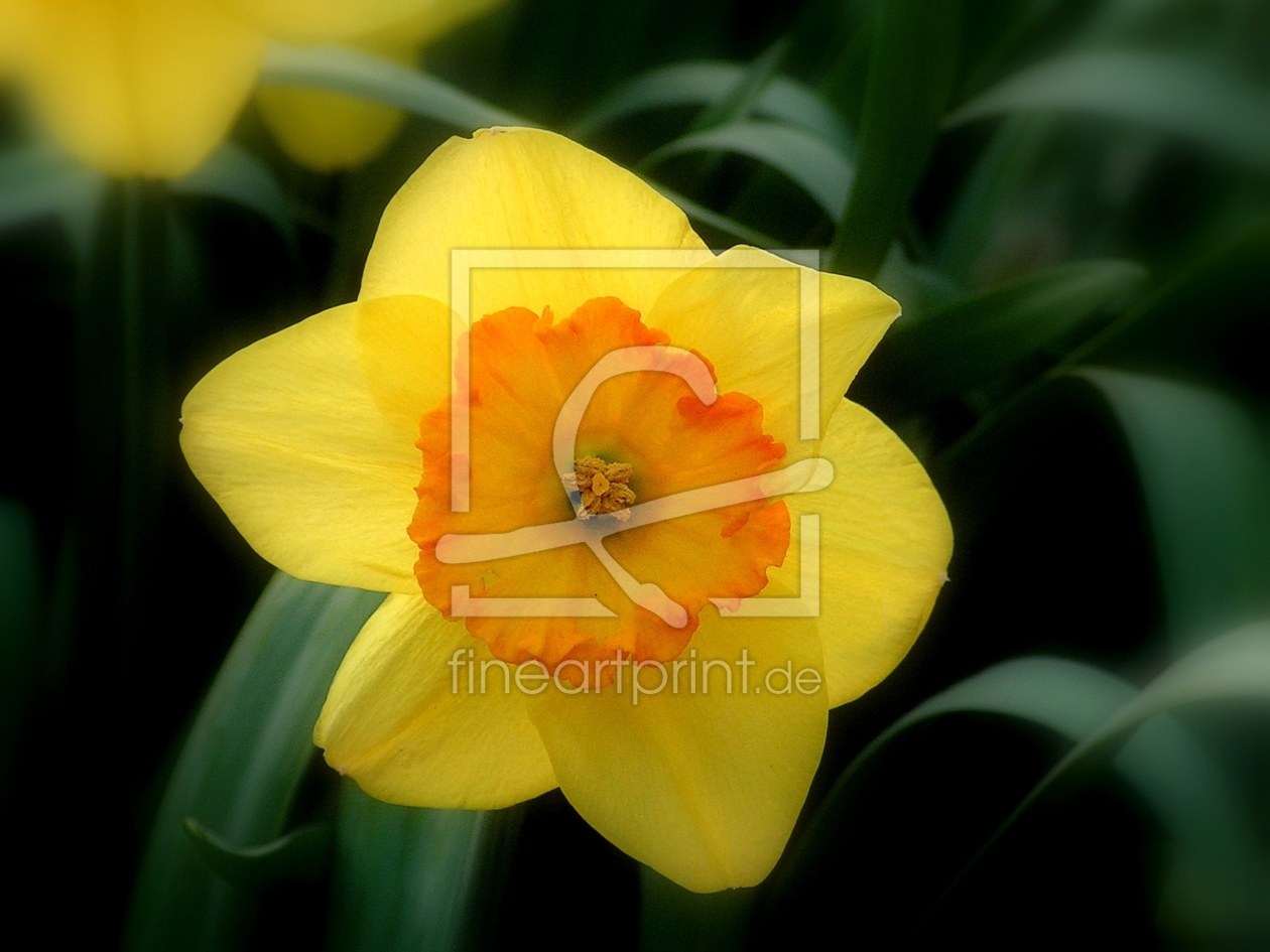 Bild-Nr.: 9523934 Frühling erstellt von Renate Knapp