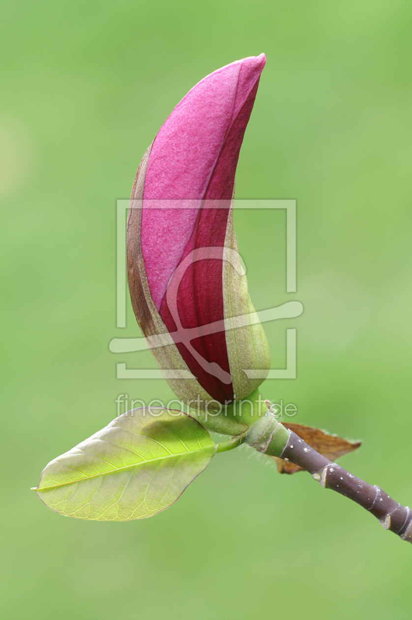 Bild-Nr.: 9524634 Magnolie erstellt von Fotostyler