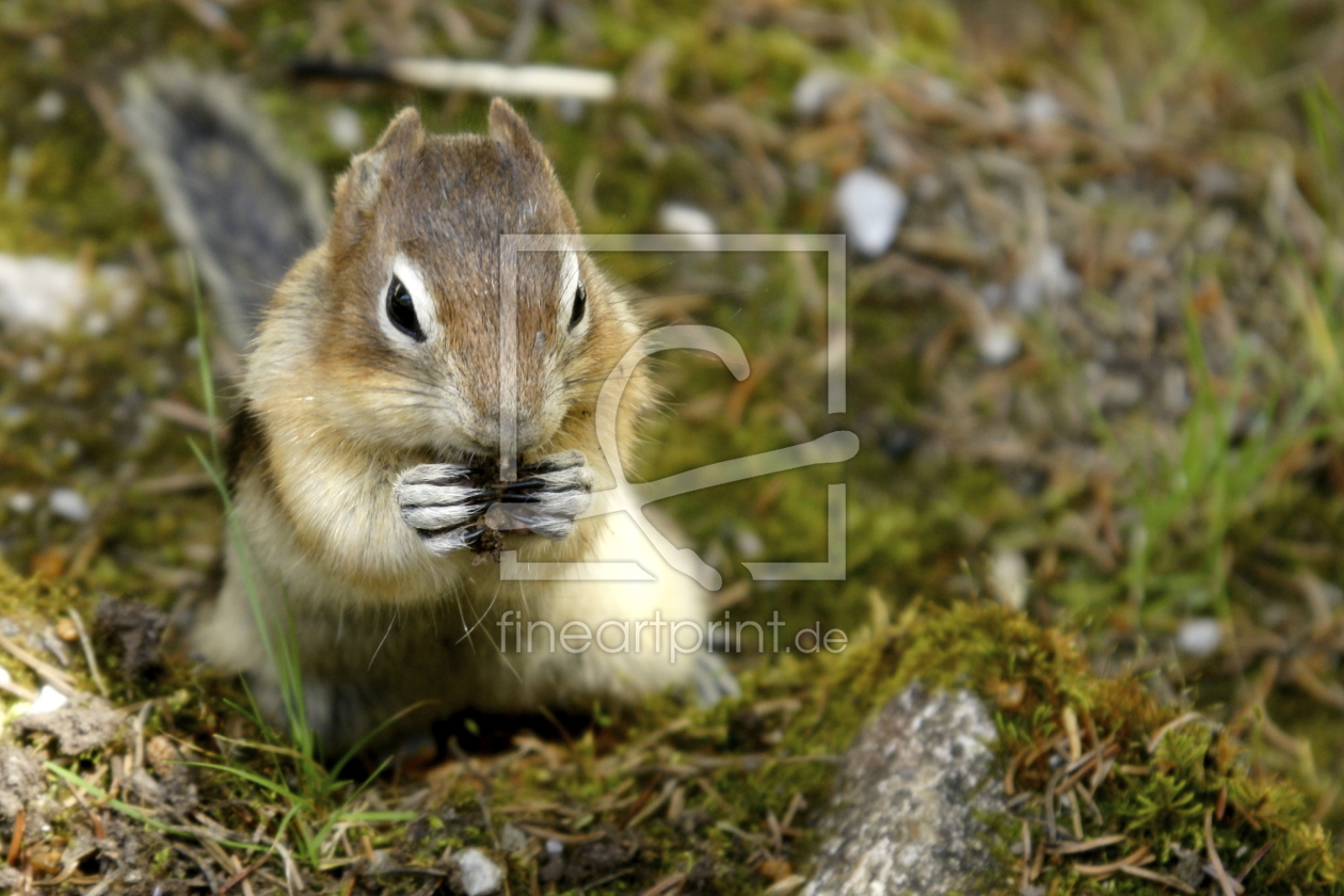 Bild-Nr.: 9526234 Ground Squirrel erstellt von ftjp