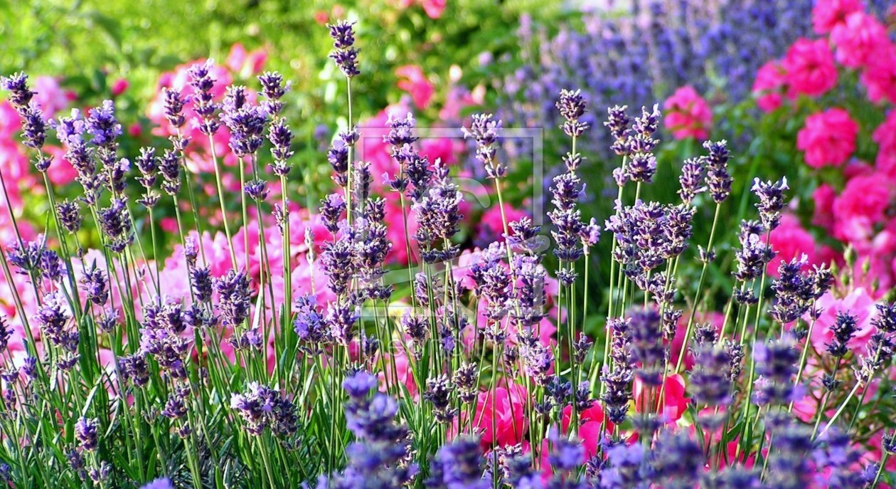 Bild-Nr.: 9528184 Bunter Lavendel erstellt von Renate Knapp