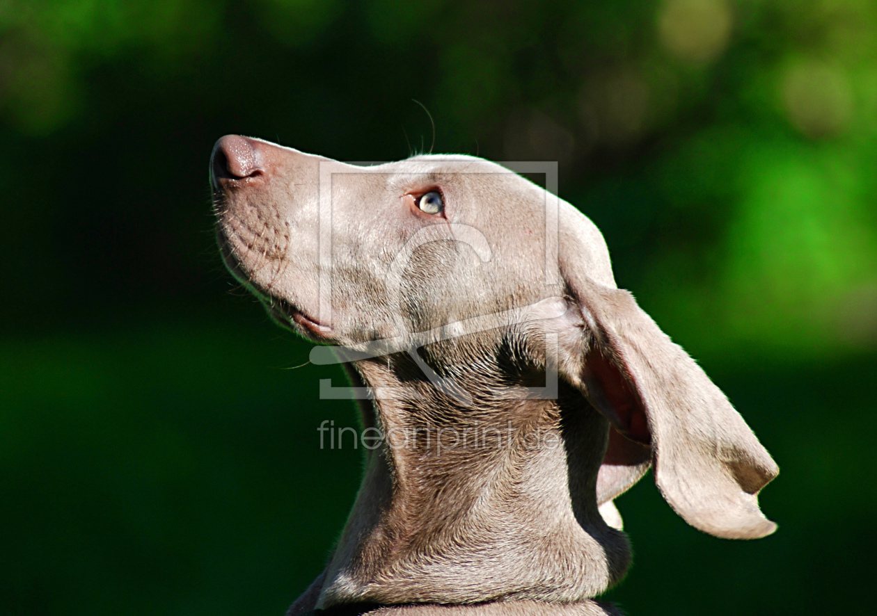 Bild-Nr.: 9528274 Weimaraner erstellt von Mille