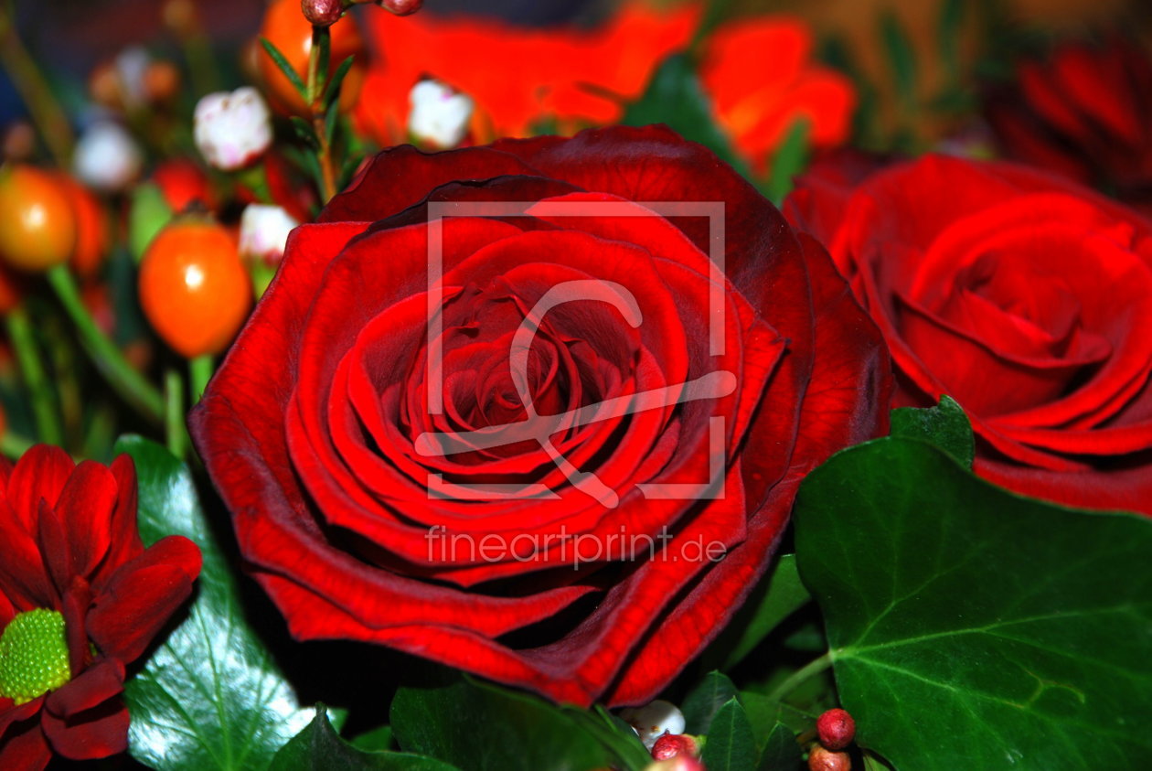 Bild-Nr.: 9529602 Red Rose erstellt von Heide Wilhelm