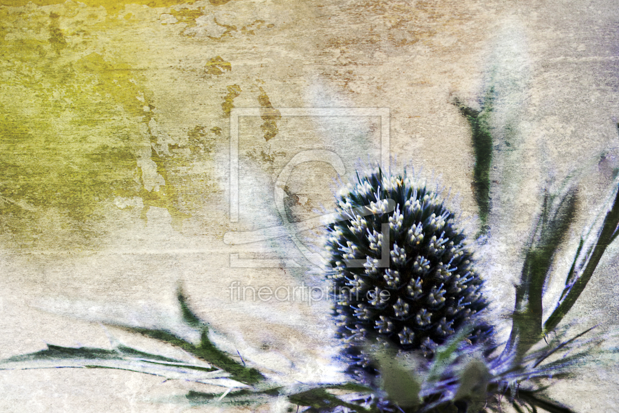 Bild-Nr.: 9530836 Distel erstellt von Wachtelstein