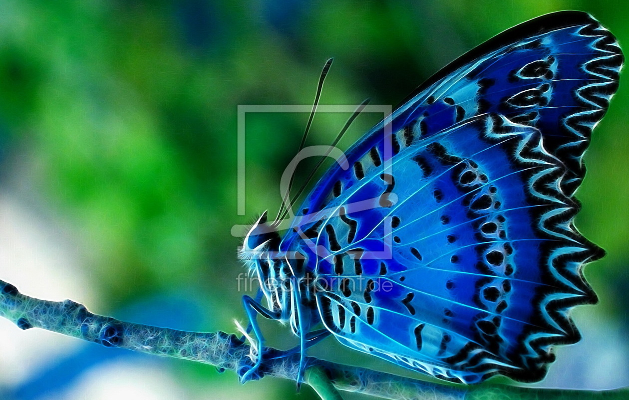 Bild-Nr.: 9531260 Blaue Schönheit erstellt von Sunddesign