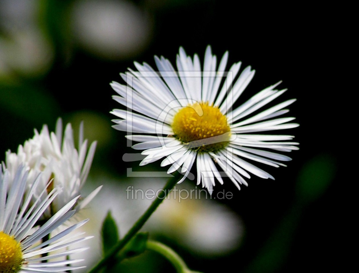 Bild-Nr.: 9531756 Gänseblümchen erstellt von Renate Knapp